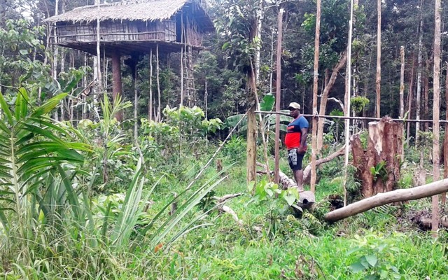 Paulus Garuntop, Kepala Distrik Korowai Buluanop, saat berfoto dengan latar rumah pohon milik Suku Korowai di Kampung Kapayap Tiga. (Foto IST)