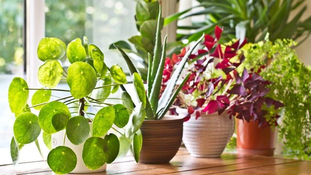 Berbagai jenis tanaman di dalam ruangan. Foto: Shutterstock