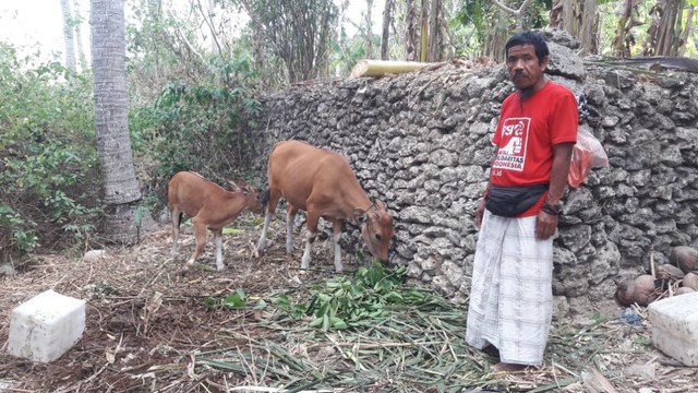 Harga Sapi Bali Anjlok, Peternak di Nusa Penida Beralih ke Pariwisata