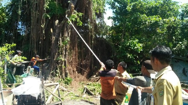 Tim Dinas Lingkungan Hidup Kota Banjarmasin memangkas pohon berhantu di lingkungan RT 7 Gang Haidar, Jalan Pangeran Samudera, Kota Banjarmasin, pada Senin 29 Juli 2019. Foto: Muhammad Rahim/banjarhits.id