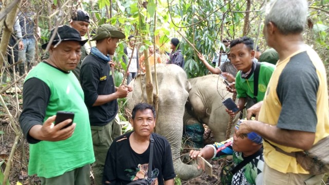 Tim BKSDA Aceh dan FKL mengobati gajah yang terkena jerat, sedang bersama anaknya. Foto: Dok. BKSDA Aceh  