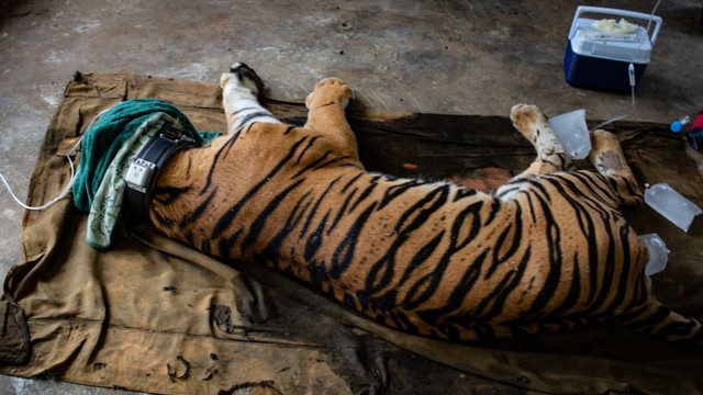 Harimau Sumatera (Panthera tigris sumatrae) bernama Antan Bintang dalam kondisi dibius saat akan dilepasliarkan, di PR-HSD Yayasan ARSARI, Dhamasraya, Sumatera Barat, Senin (29/7). Foto: ANTARA FOTO/Aprillio Akbar