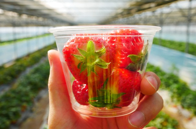 com-Korea Argo, buah strawberry asal Korea Selatan Foto: Shutterstock