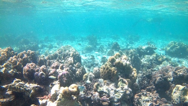 Terumbu karang di Pulau Nisa Pudu rusak. Foto: Info Dompu