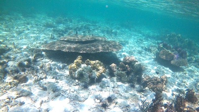 Pemandangan bawah laut. Foto: Info Dompu