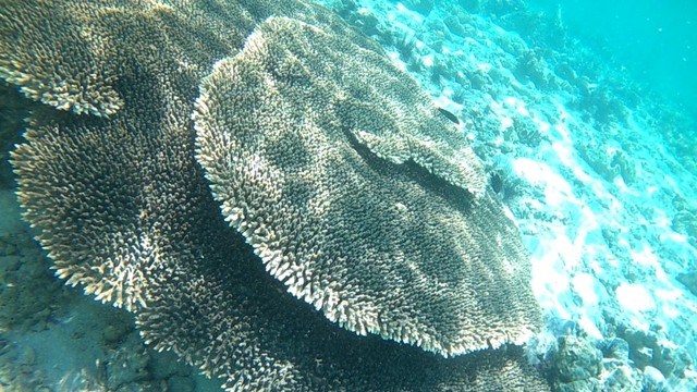 Keindahan karang jika dilihat dari dekat. Foto: Info Dompu