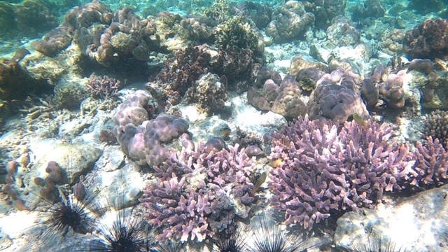 Beragam terumbu karang. Foto: Info Dompu