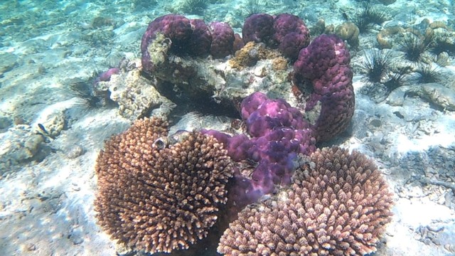 Terumbu karang yang harus di lindungi. Foto: Info Dompu