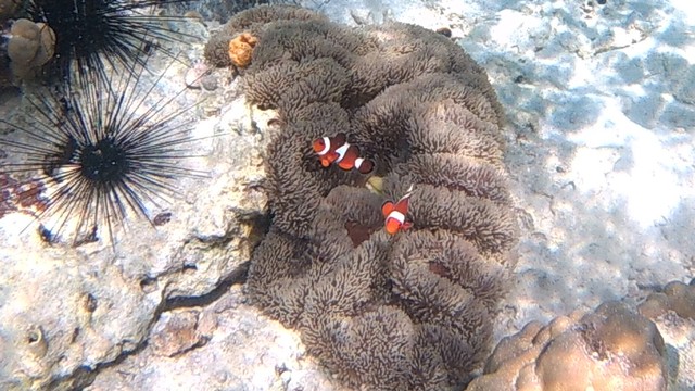 Pemandangan kehidupan bawah laut di Nisa Pudu. Foto: Info Dompu