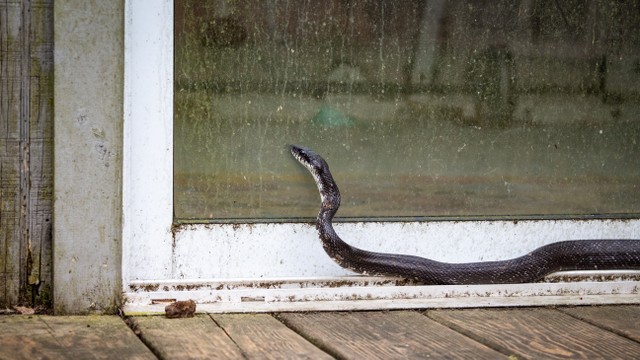 Ilustrasi ular tikus. Foto: Shutter Stock