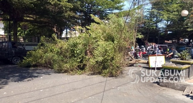 Pohon tumbang di Jalan Raya Siliwangi, Kelurahan Palabuhanratu, Kecamatan Palabuhanratu, Kabupaten Sukabumi, Rabu (31/7/2019) sekitar pukul 11.25 WIB. | Sumber Foto:Nandi