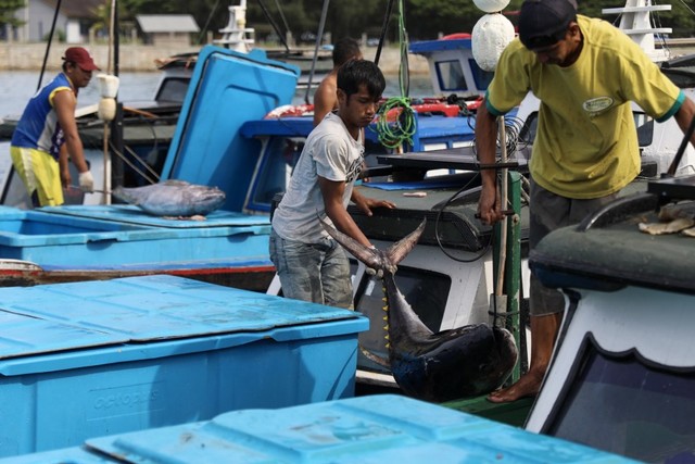 Foto: Melihat Tuna Tangkapan Nelayan Aceh yang Tembus Pasar Dunia (1481)