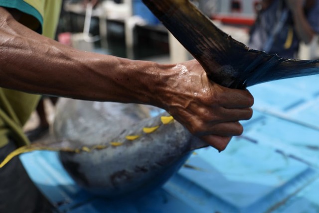 Foto: Melihat Tuna Tangkapan Nelayan Aceh yang Tembus Pasar Dunia (1484)