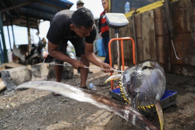 Foto: Melihat Tuna Tangkapan Nelayan Aceh yang Tembus Pasar Dunia (1486)