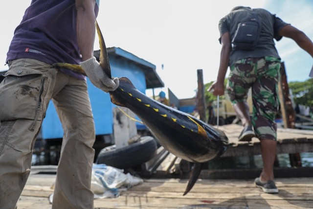Foto: Melihat Tuna Tangkapan Nelayan Aceh yang Tembus Pasar Dunia (1485)