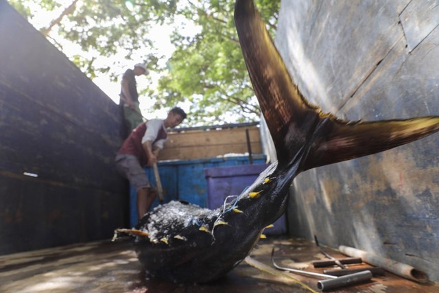 Foto: Melihat Tuna Tangkapan Nelayan Aceh yang Tembus Pasar Dunia (1488)
