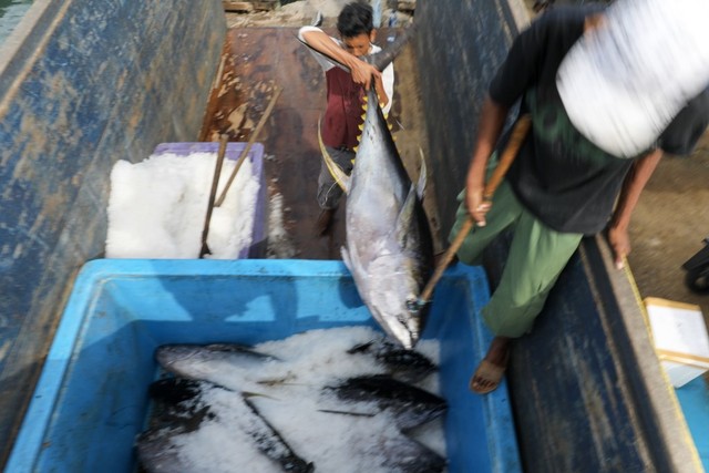 Foto: Melihat Tuna Tangkapan Nelayan Aceh yang Tembus Pasar Dunia (1489)