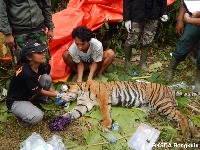 Penyelamatan seekor Harimau Sumatera yang terkena jerat pemburu satwa liar. Foto: BKSDA Bengkulu