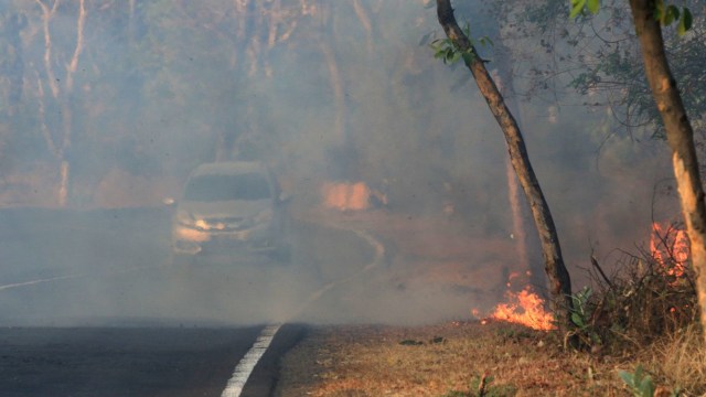 Kendaraan melintas saat terjadi kebakaran di pinggir jalan raya Baluran, Situbondo, Jawa Timur, Sabtu (13/7/2019). Foto: Antara/Budi Candra Setya