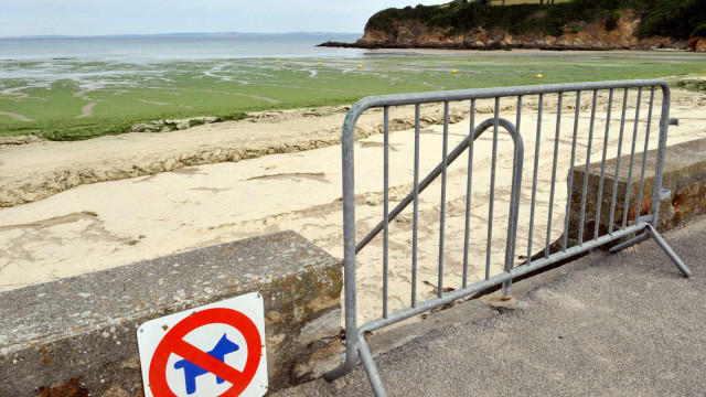 Ganggang hijau di pantai Ris di Douarnenez, Brittany. Foto: AFP/FRED TANNEAU
