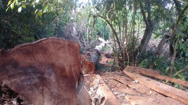 Sisa-sisa pohon yang ditumbangkan di hutan Tambora. Foto: Doc Pemuda Tambora