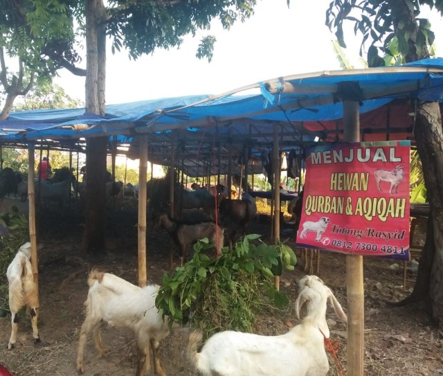 Salah satu lapak pedagang kambing di Jalan Rusunasaid  | Foto : Rafika Restiningtias/ Lampung Geh.
