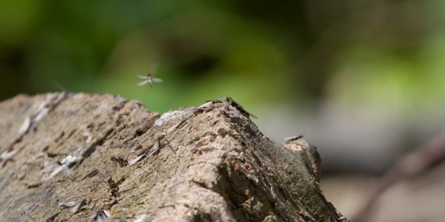 Pertanda Semut Terbang Banyak Di Rumah Info Terkait Rumah