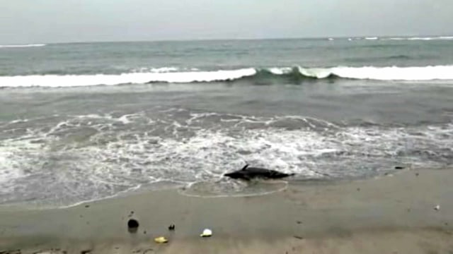 Lumba-lumba terdampar di Pantai Binuangeun, Lebak, Banten, usai Gempa 6,9 M. Foto: kumparan