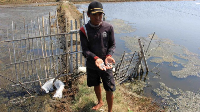 Foto: Tumpahan Minyak Menyerang Tambak (153945)