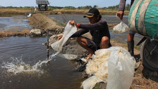 Foto: Tumpahan Minyak Menyerang Tambak (153941)