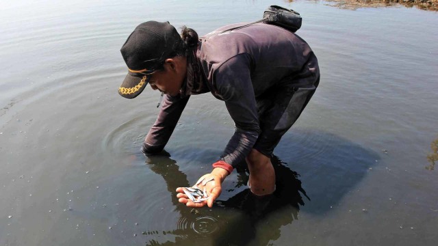 Foto: Tumpahan Minyak Menyerang Tambak (153946)