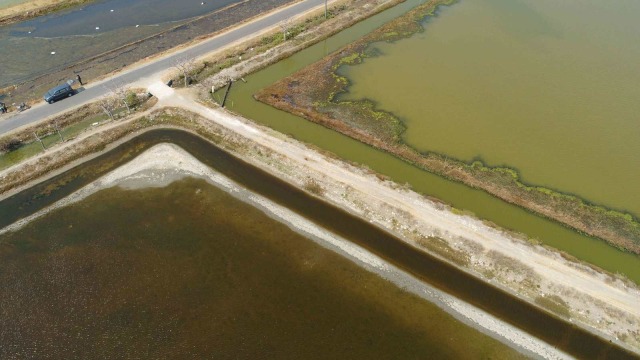Foto: Tumpahan Minyak Menyerang Tambak (153938)