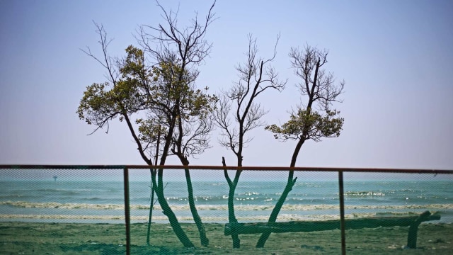 LIPUTAN KHUSUS, Tumpahan Minyak Pertamina, Pantai Sedari