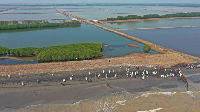 Foto: Menyapu Tumpahan Minyak Karawang (377269)