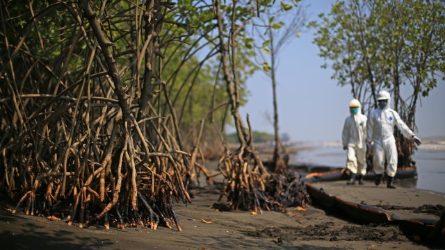 Foto: Menyapu Tumpahan Minyak Karawang (377265)