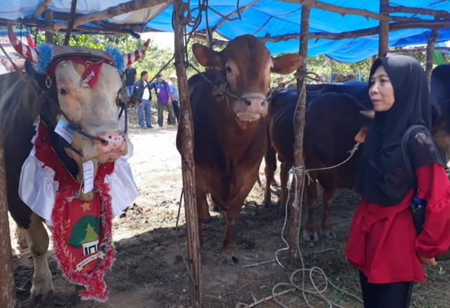 Tejo, sapi milik bu Tia yang berbobot hampir 1 ton memenangkan kontes. (Foto: Ist)