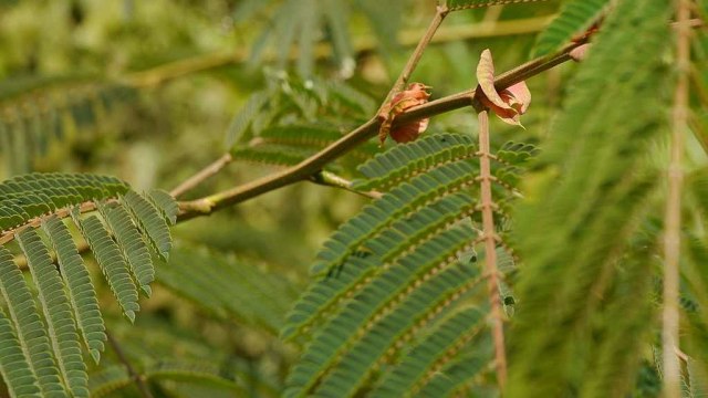 Ilustrasi Pohon Sengon. Foto: Getty Images