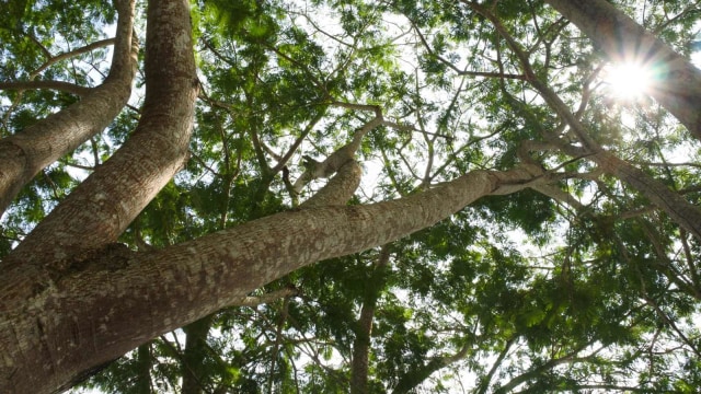 Ilustrasi Pohon Sengon. Foto: Getty Images