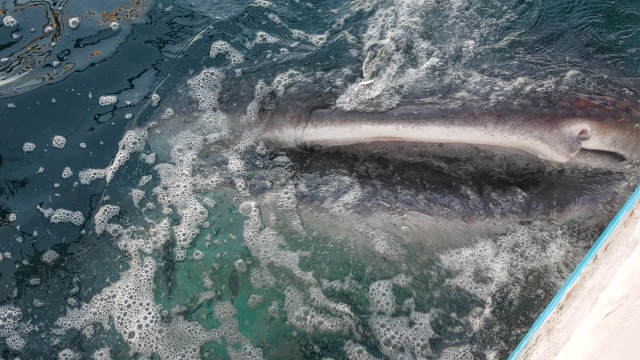 Foto: Melihat Ikan Hiu Paus di Teluk Saleh, Pulau Sumbawa | kumparan.com