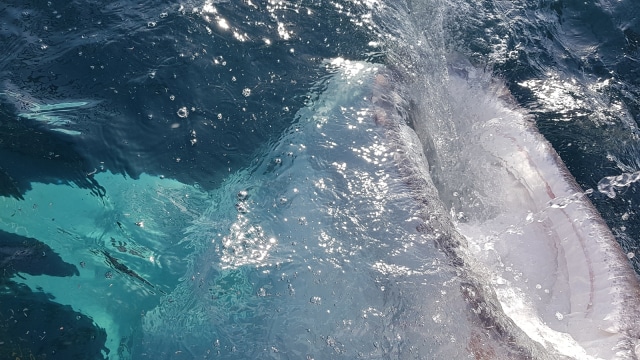 Foto: Melihat Ikan Hiu Paus di Teluk Saleh, Pulau Sumbawa | kumparan.com