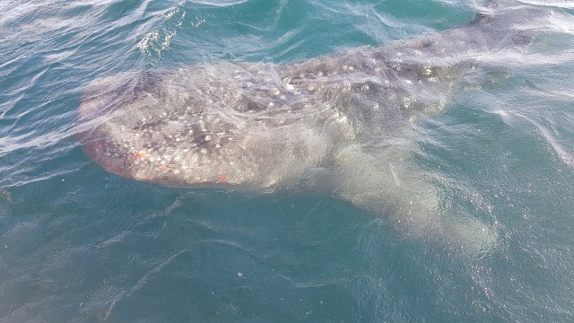 Foto: Melihat Ikan Hiu Paus di Teluk Saleh, Pulau Sumbawa | kumparan.com