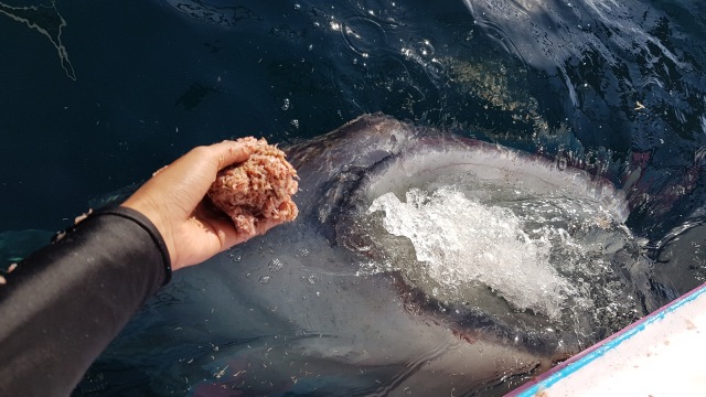 Foto: Melihat Ikan Hiu Paus di Teluk Saleh, Pulau Sumbawa | kumparan.com