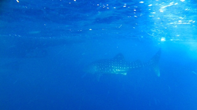 Foto: Melihat Ikan Hiu Paus di Teluk Saleh, Pulau Sumbawa | kumparan.com