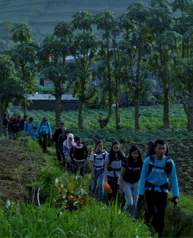 Pendakian via basecamp Dwarawati melewati ladang perkebunan penduduk, dengan latar belakang pepohonan carica (Foto: Jamal Mahfudz)