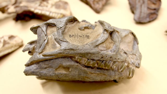 Fosil Dinosaurus spesies Ngwevu intloko Foto: Kimberley Chapelle/Natural History Museum