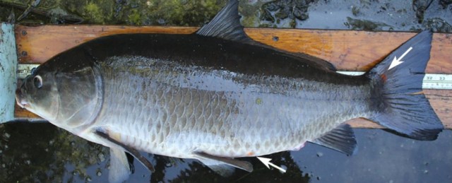 Ikan bigmouth buffalo