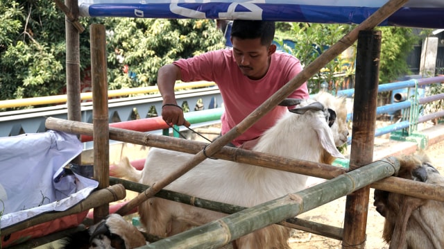 Ilustrasi kambing kurban. Foto: Iqbal Firdaus/kumparan