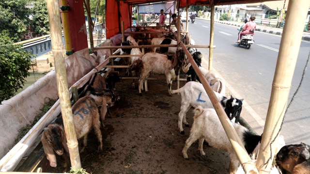 Beberapa hewan kurban berupa kambing yang diperjual belikan di trotoar di kawasan Cikini. Foto: Iqbal Firdaus/kumparan