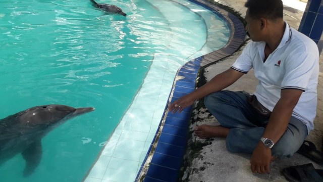 Lumba-lumba di Hotel Melka, Buleleng (IST)