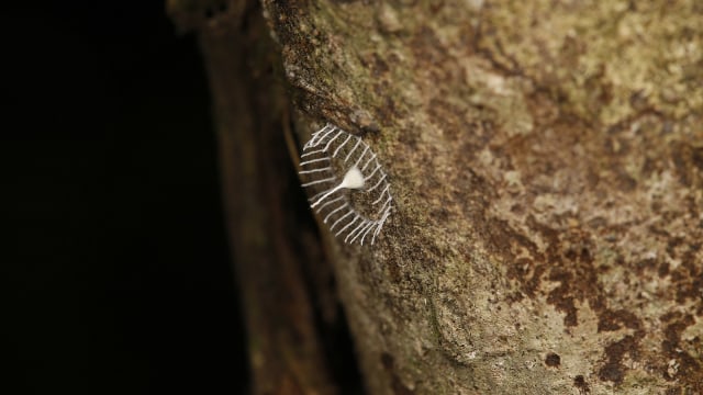 Foto: kepompong misterius di Hutan Amazon, Peru